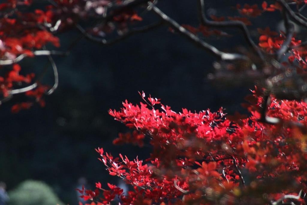 Tora Hotel Tokyo-Rikugienn 寅ホテル 六義園 C Εξωτερικό φωτογραφία